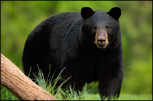 Black Bear