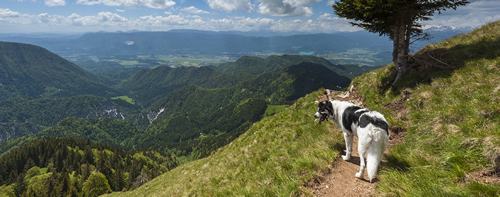 Pet Safety at High Altitude