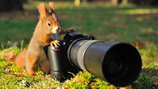 Photographing Wildlife